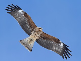 Juvenile (Black-eared) - Black Kite (Black-eared)