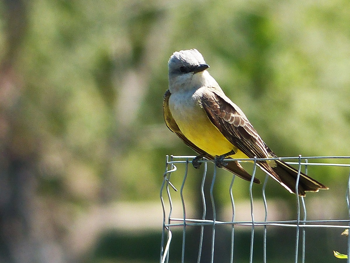 Western Kingbird - ML254931231