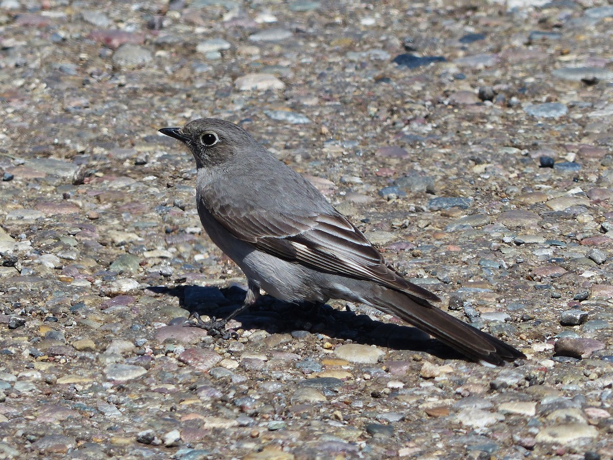 Townsend's Solitaire - ML254931251