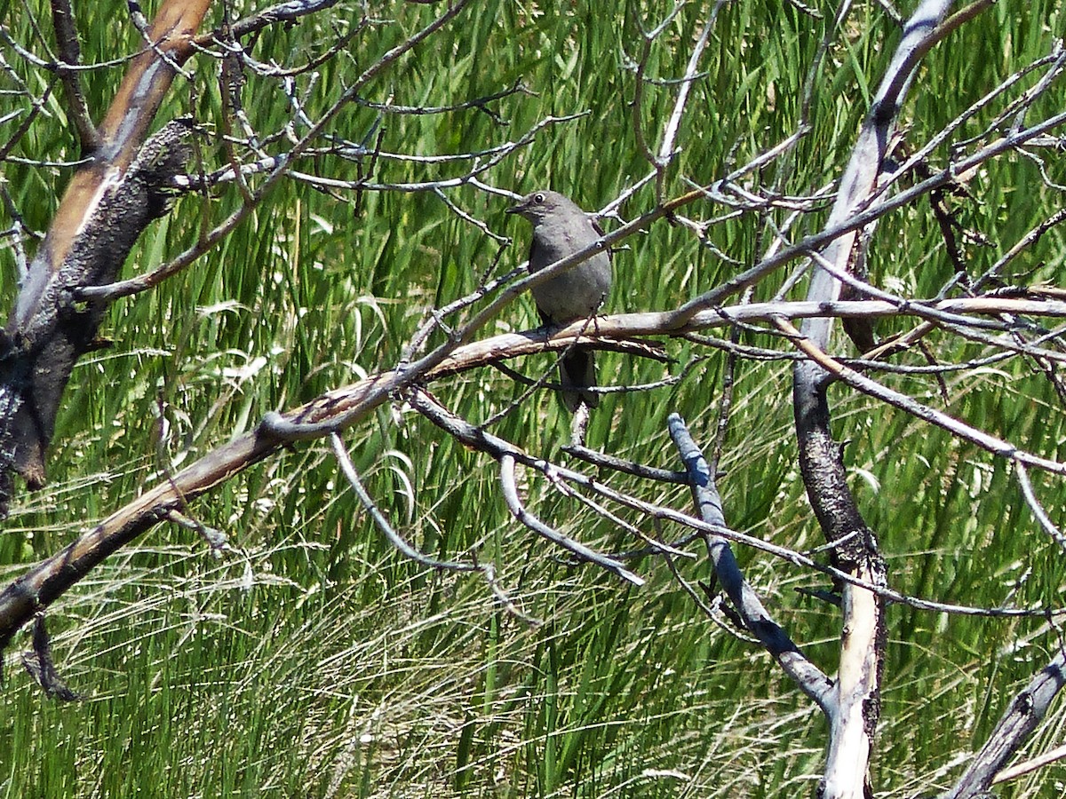 Townsend's Solitaire - ML254931281