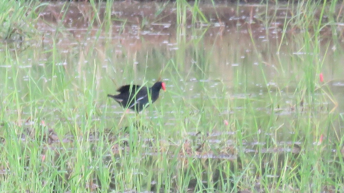 Eurasian Moorhen - ML254931391