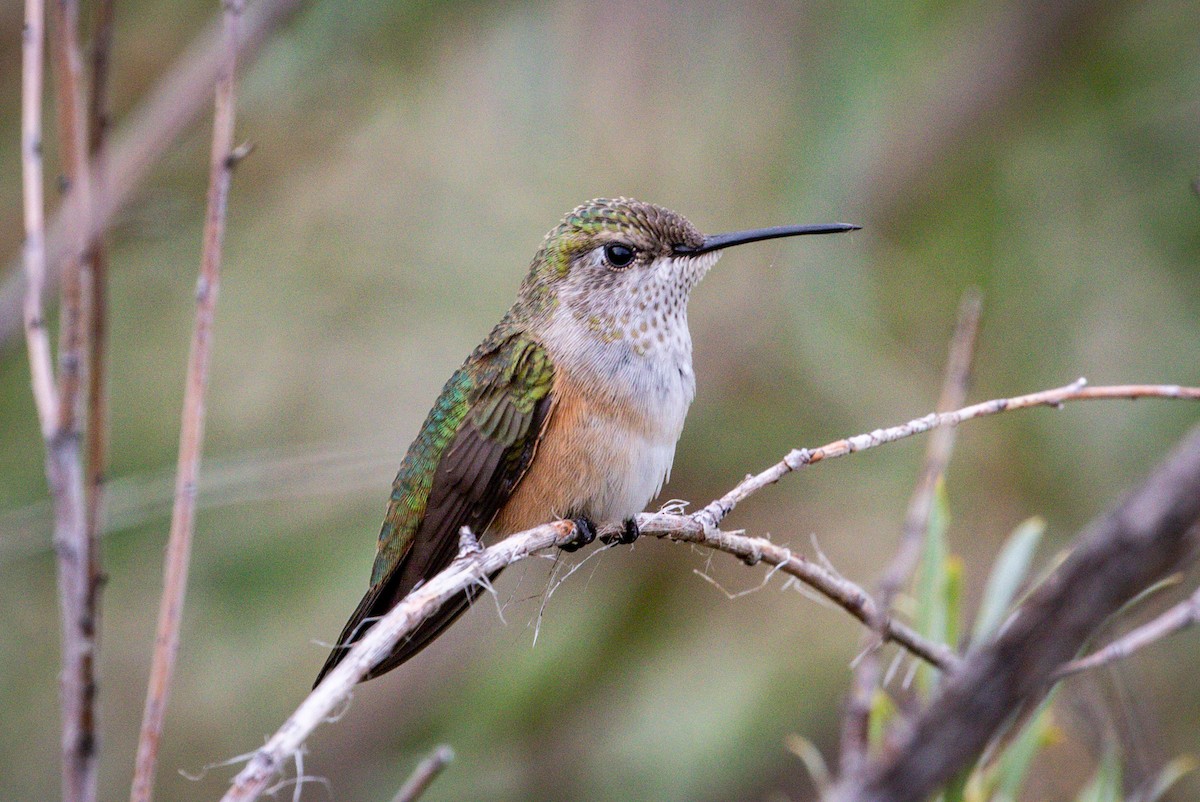 Broad-tailed Hummingbird - Michael Warner