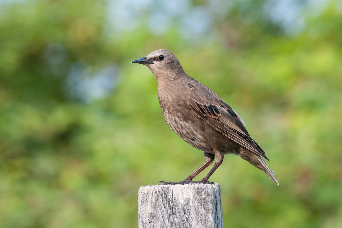 European Starling - Emily Turteltaub Nelson