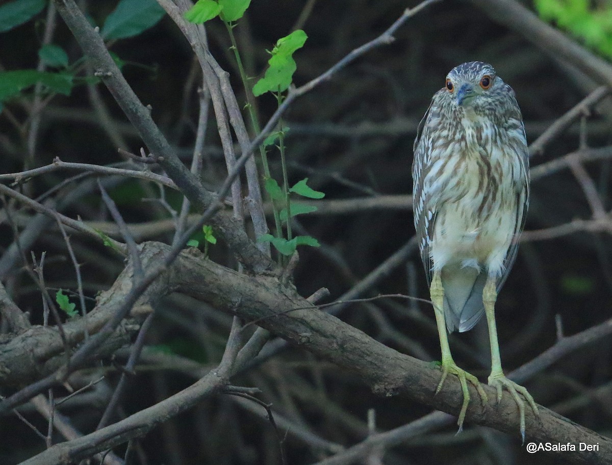 Black-crowned Night Heron - ML254932061