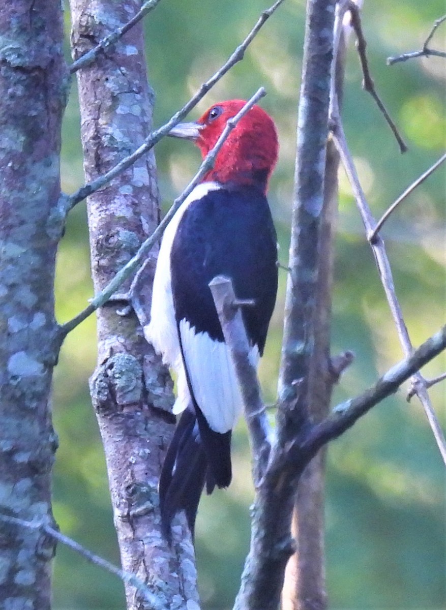 Red-headed Woodpecker - ML254933631