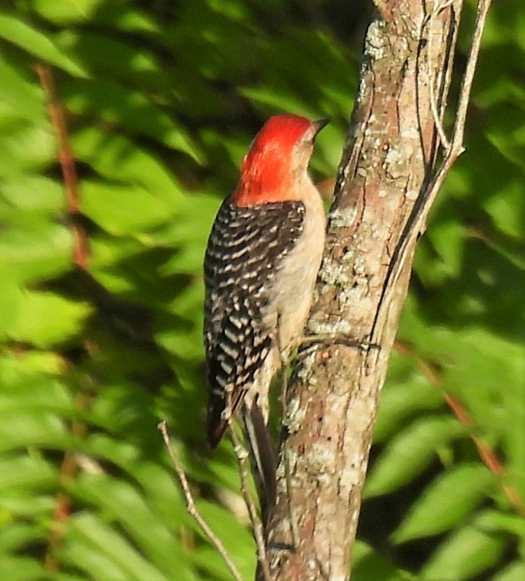 Red-bellied Woodpecker - ML254933671