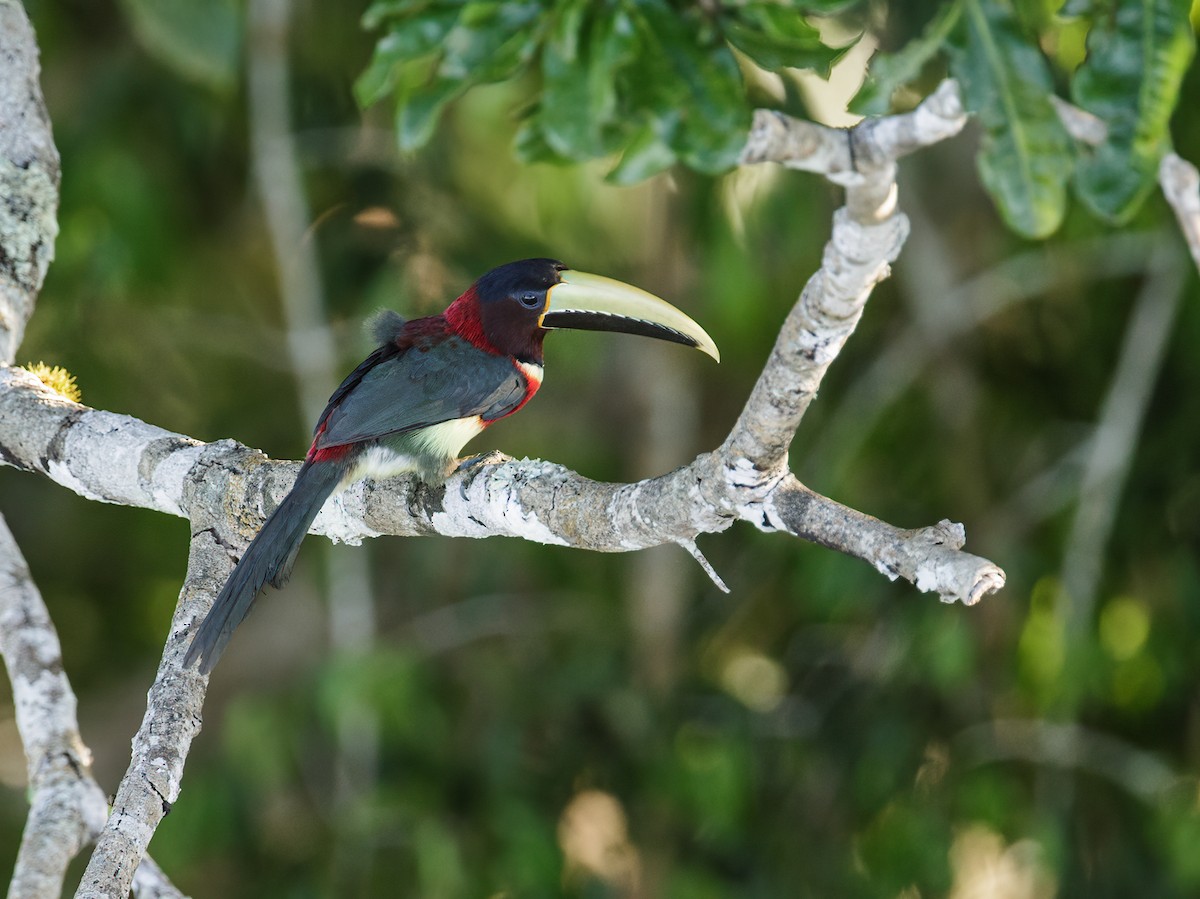 Red-necked Aracari (Western) - Nick Athanas