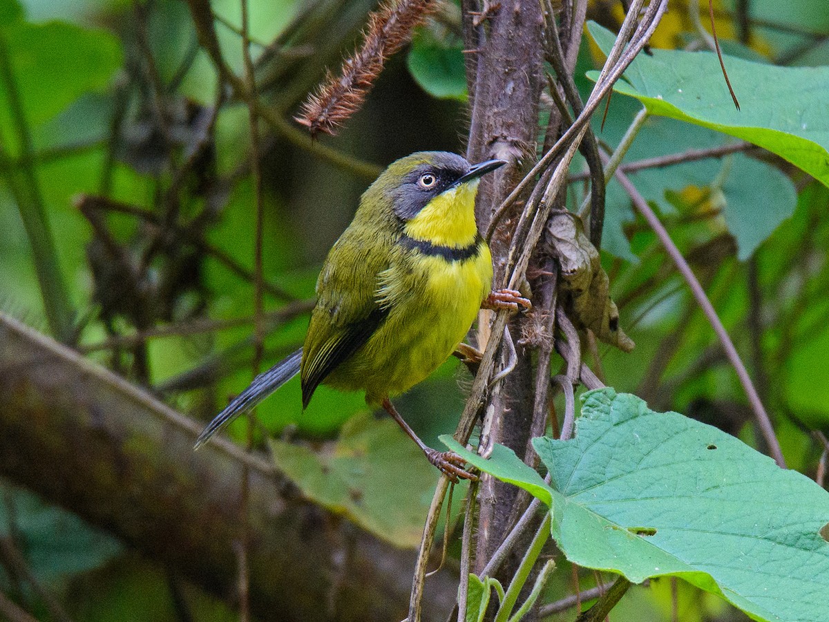 Yellow-throated Apalis