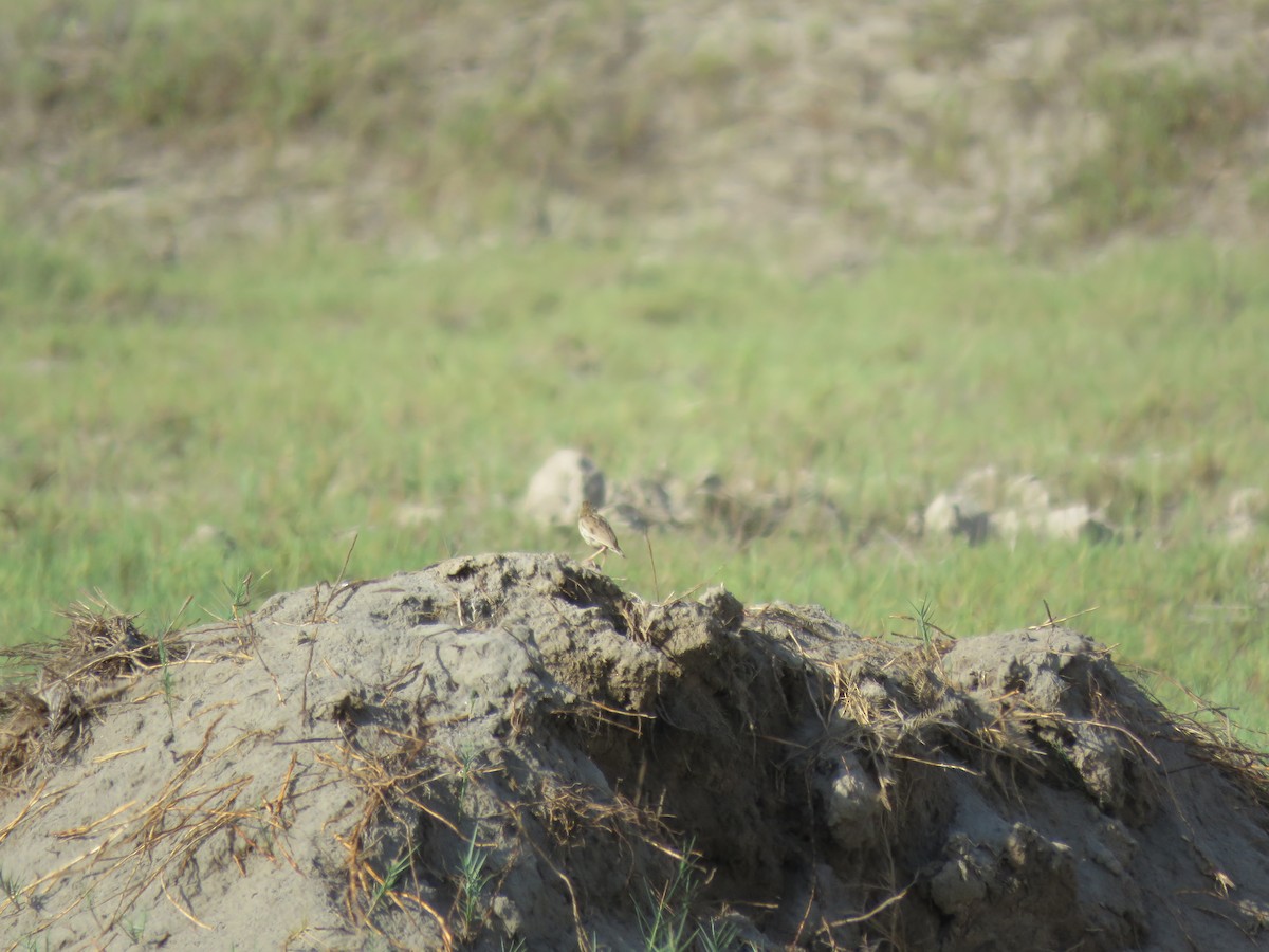 Peruvian Pipit - ML25493451