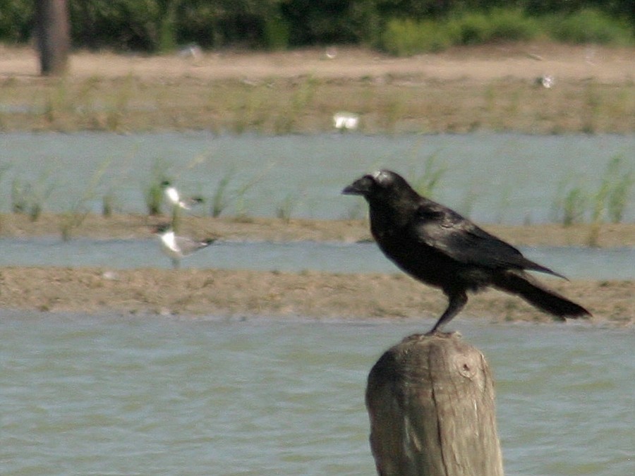 Chihuahuan Raven - ML254935191