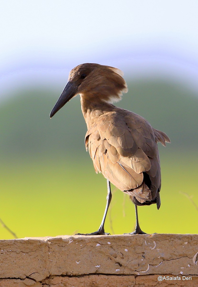 Hamerkop - ML254935911