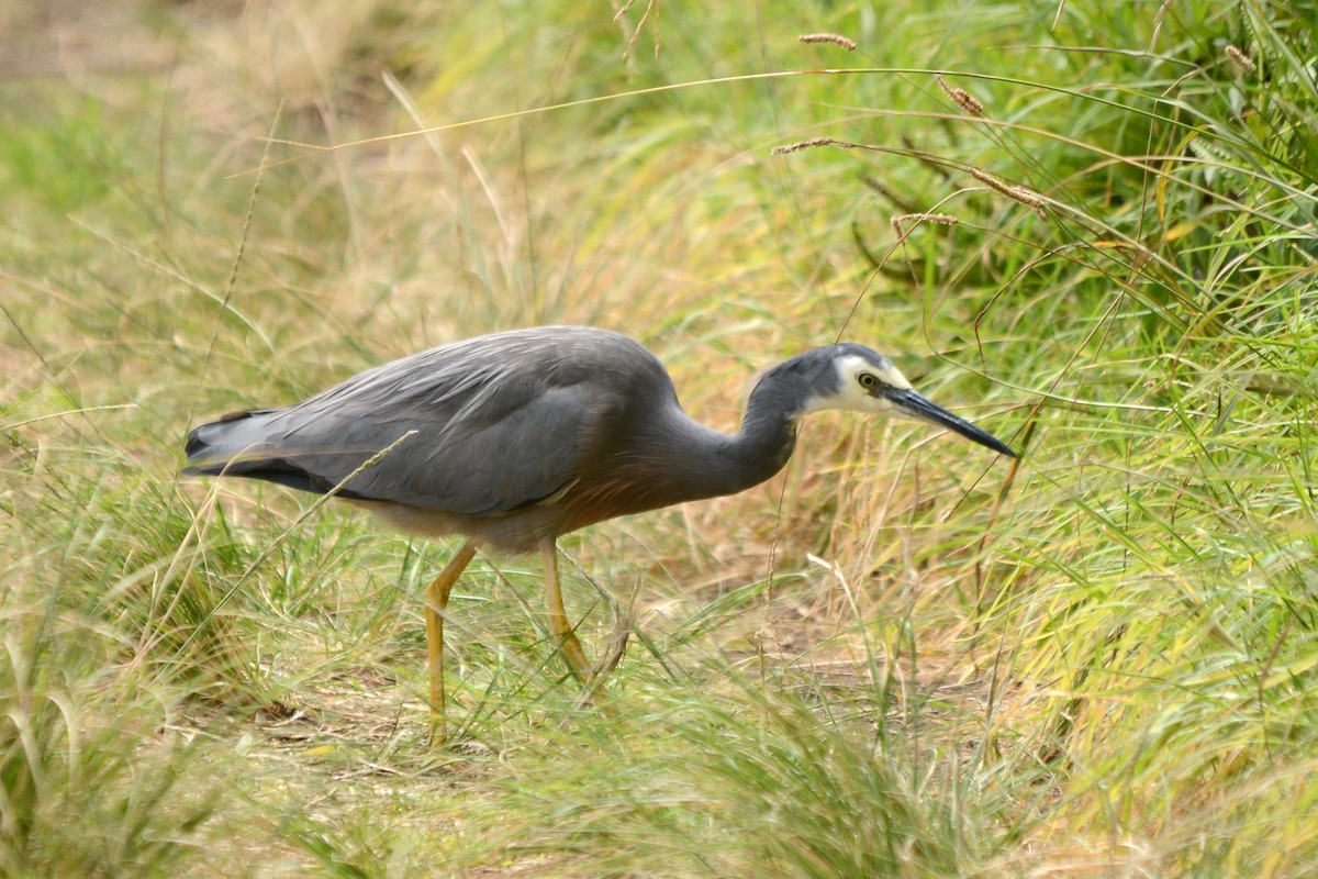 White-faced Heron - ML25493661