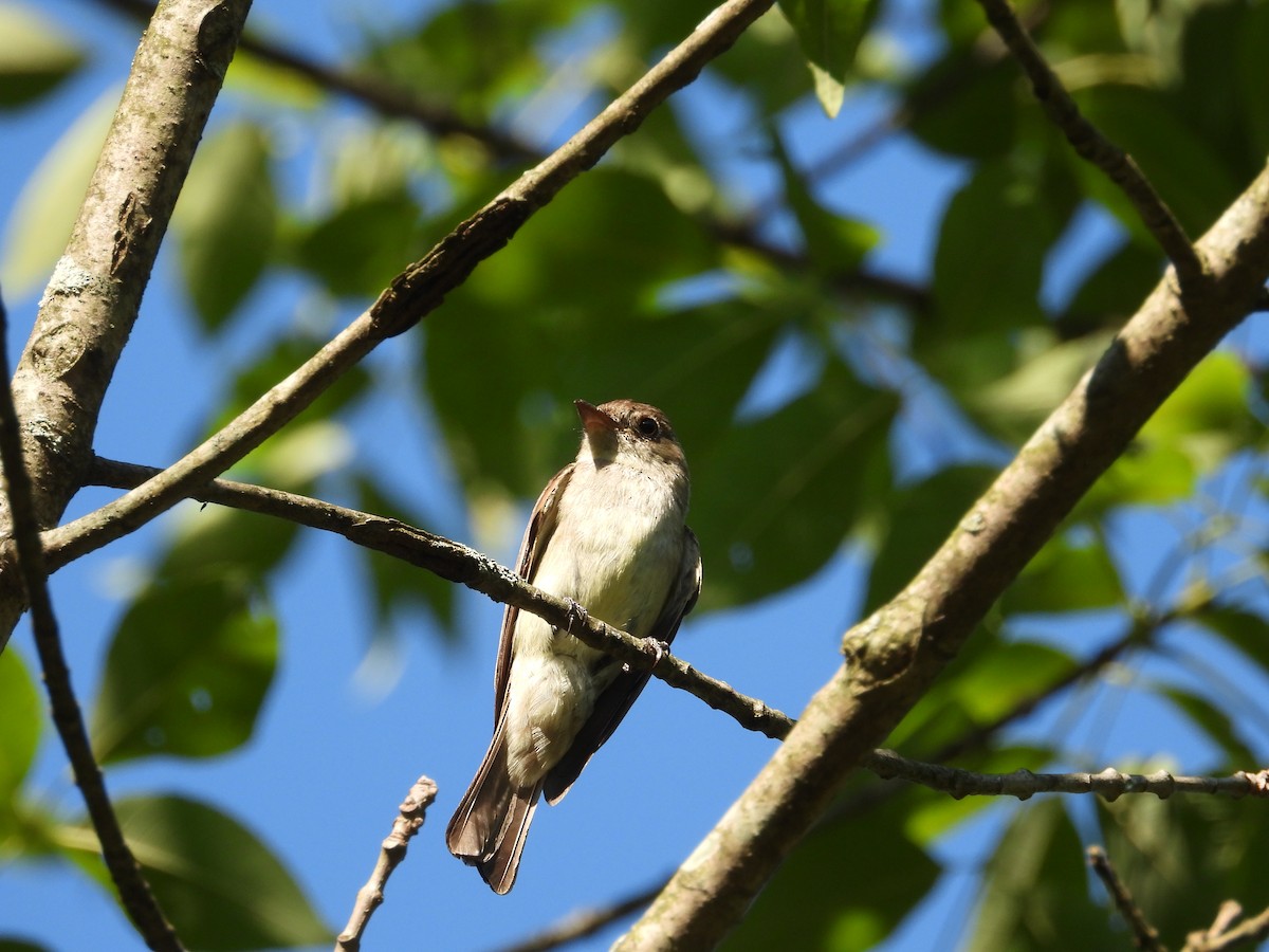 Eastern Wood-Pewee - Chad Wilson