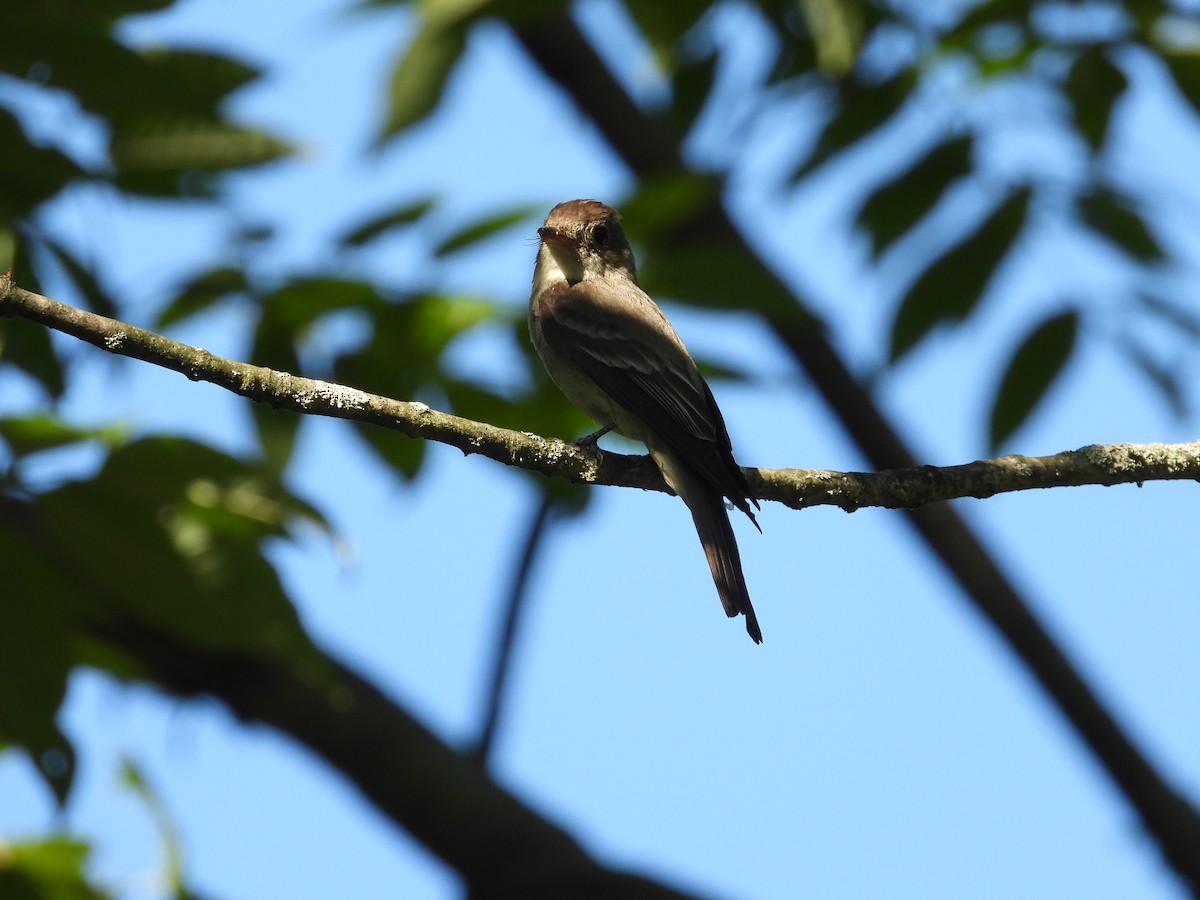 Eastern Wood-Pewee - ML254937221