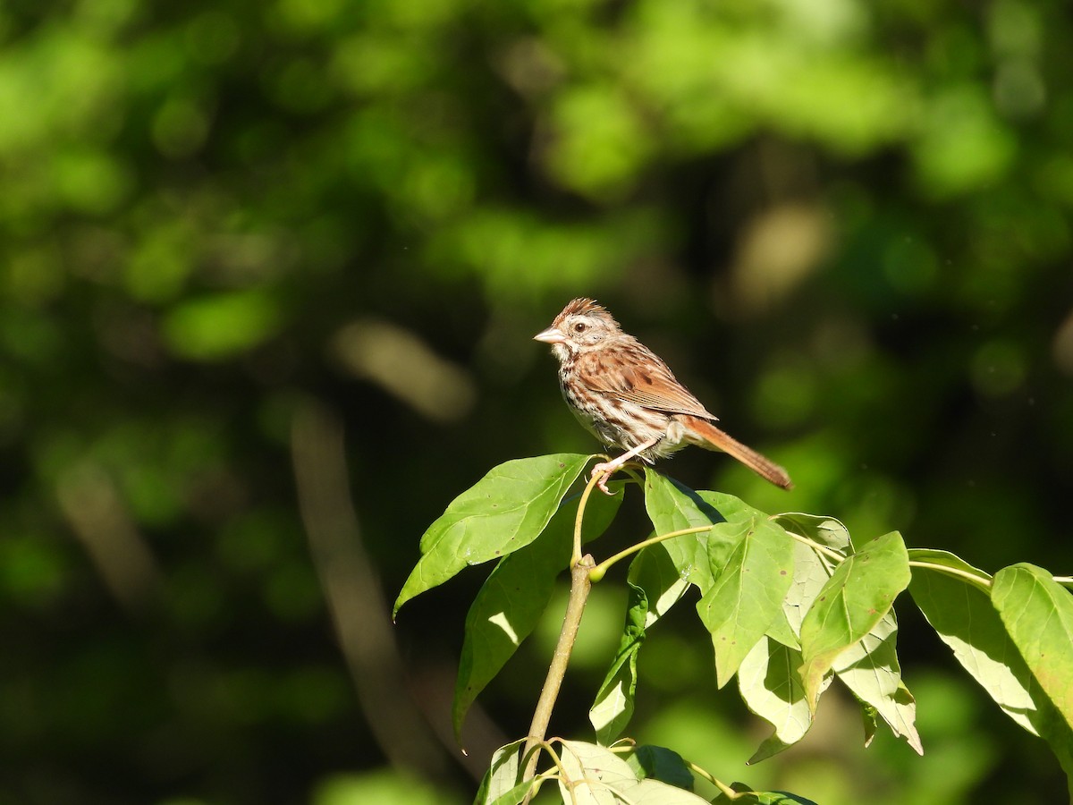Song Sparrow - Chad Wilson