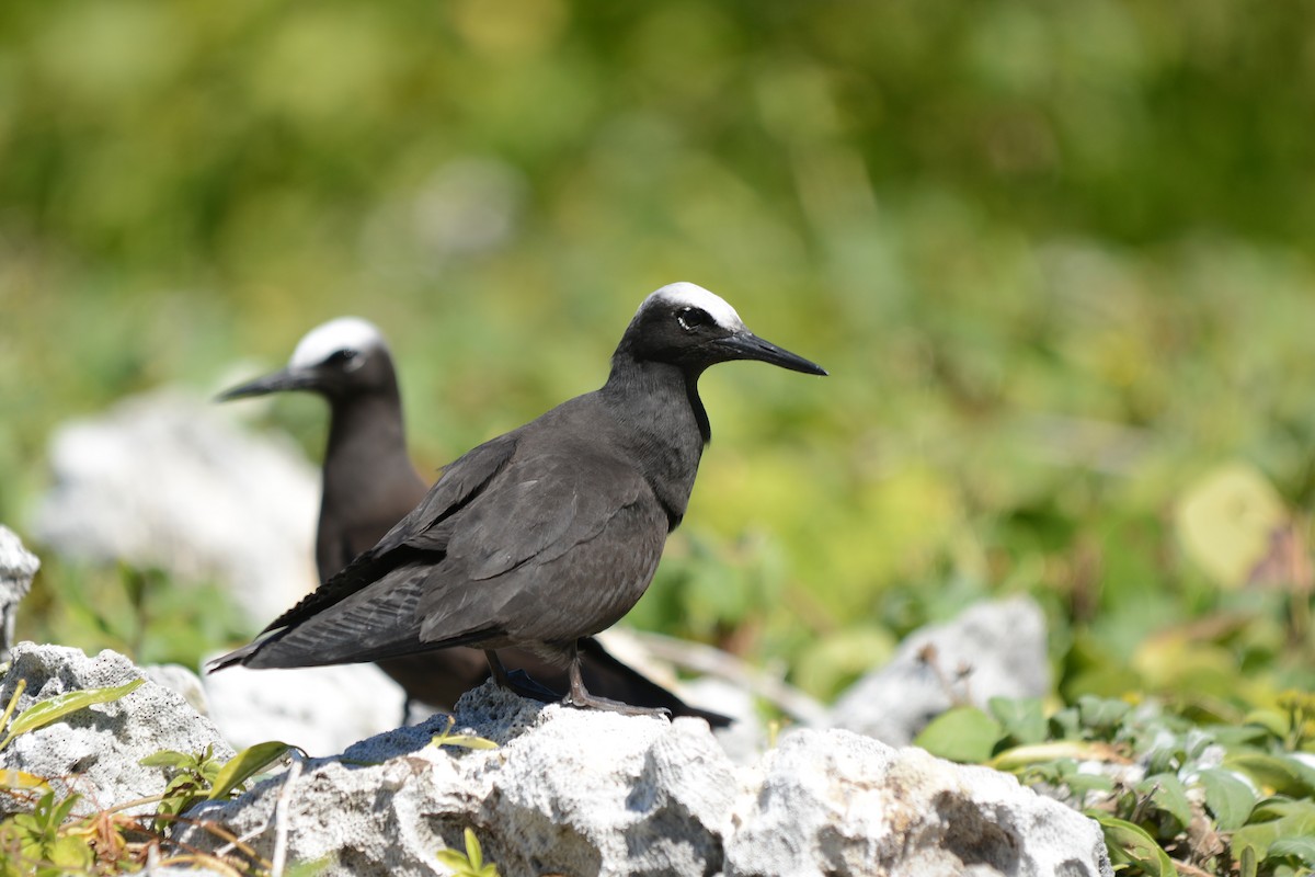 Black Noddy - ML25493821