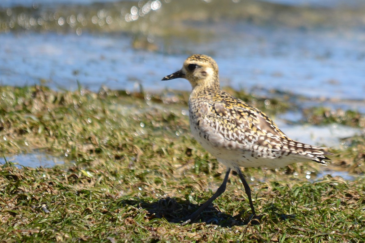 Pacific Golden-Plover - David King