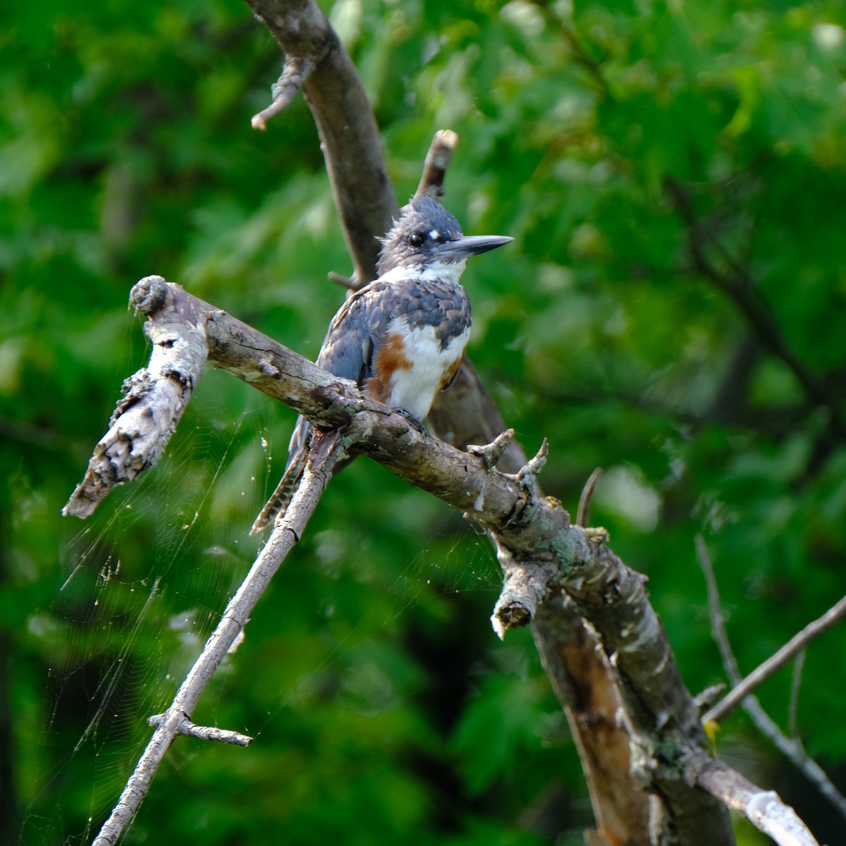 Belted Kingfisher - Jean-Marc Emery