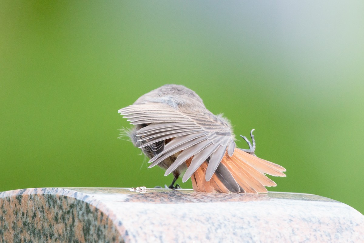 Black Redstart - ML254939111