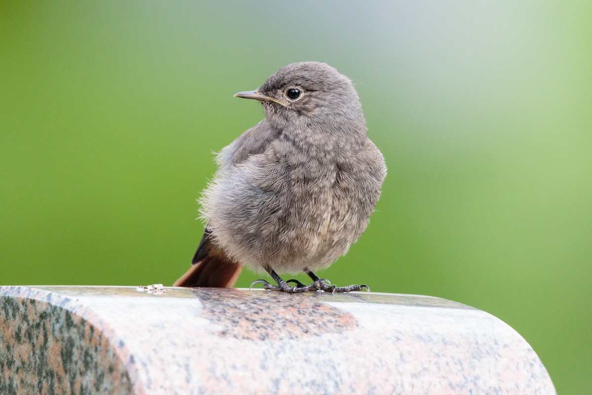 Black Redstart - ML254939121