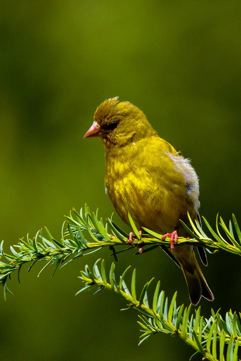 European Greenfinch - ML254939161