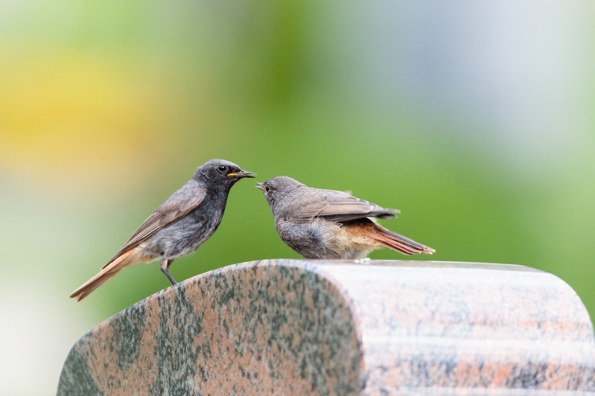 Black Redstart - Bob Bowhay