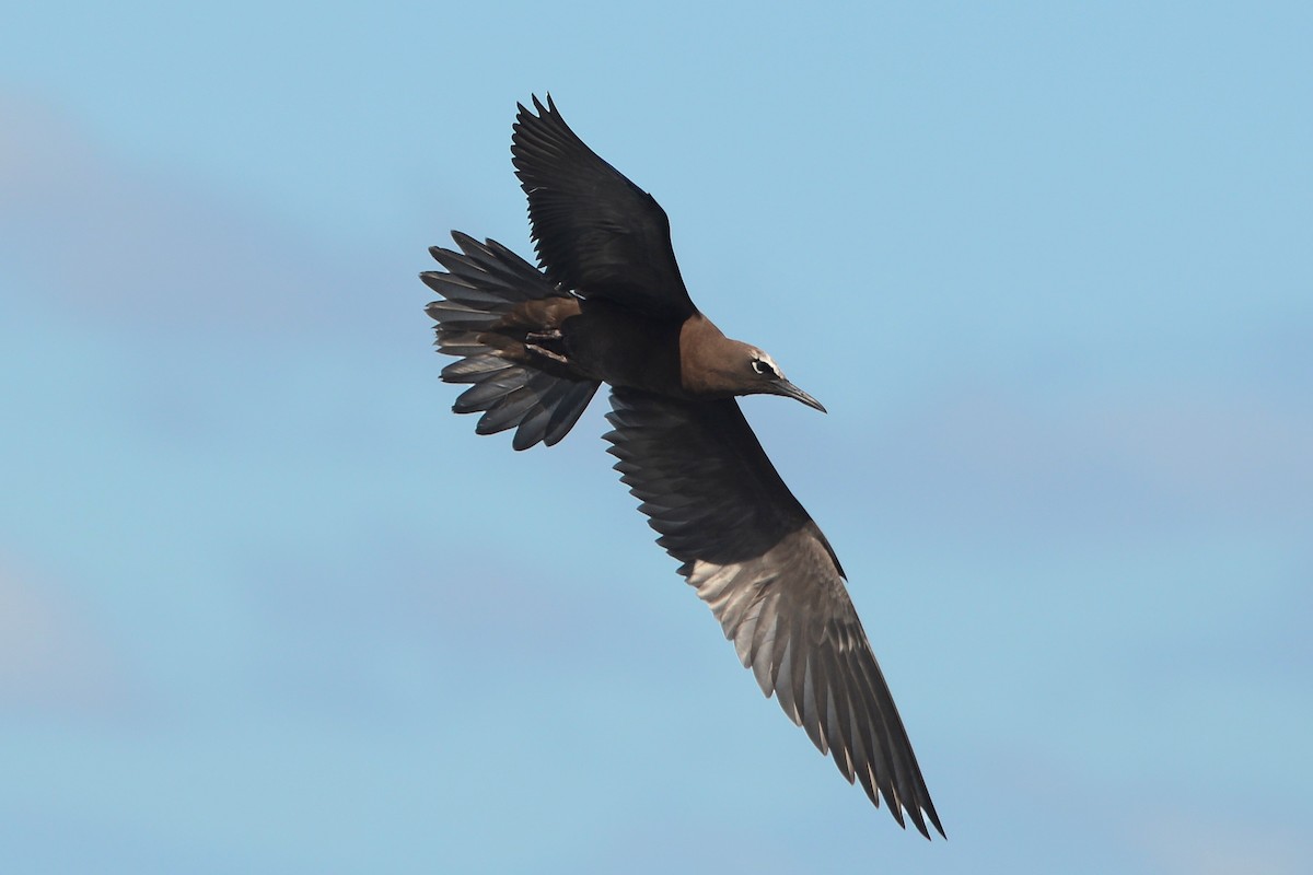 クロアジサシ - ML25493931