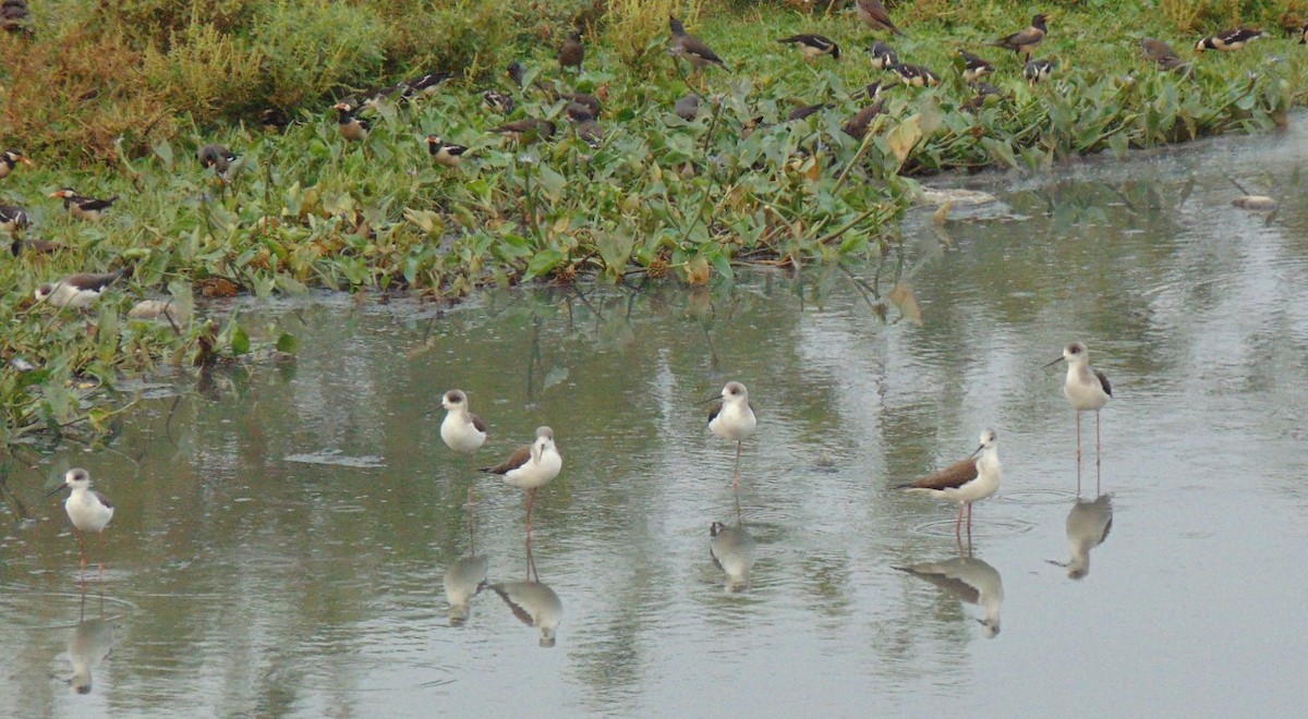 Black-winged Stilt - ML25493961