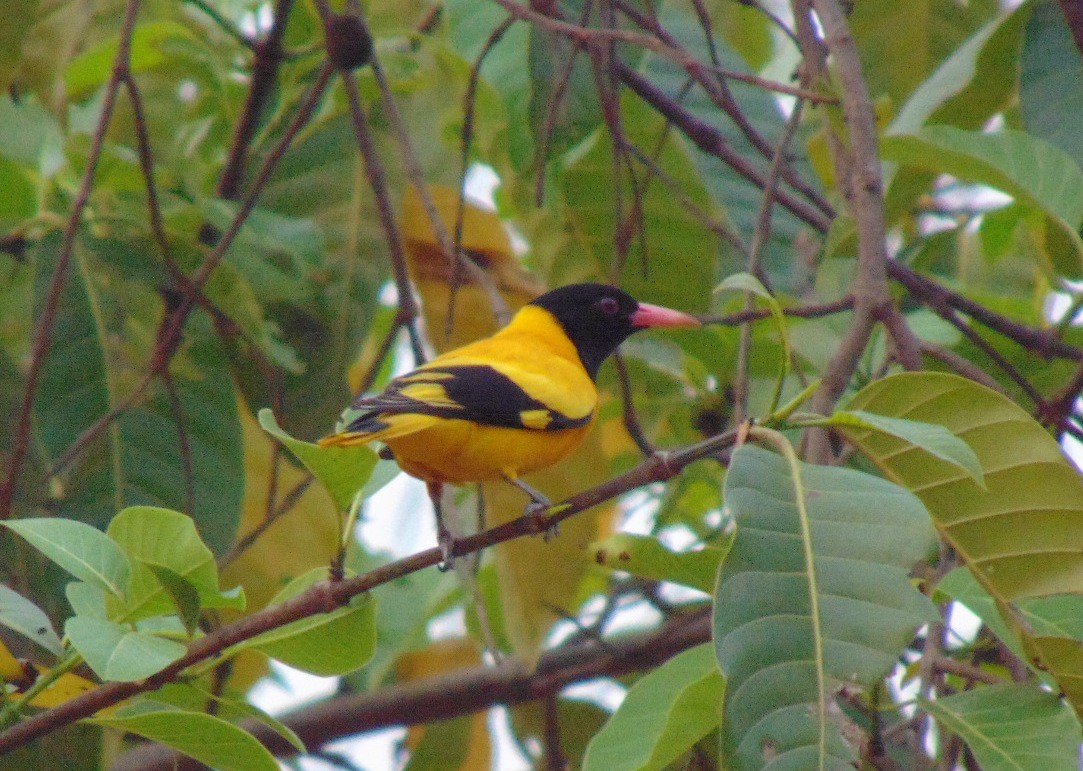 Black-hooded Oriole - ML25494001