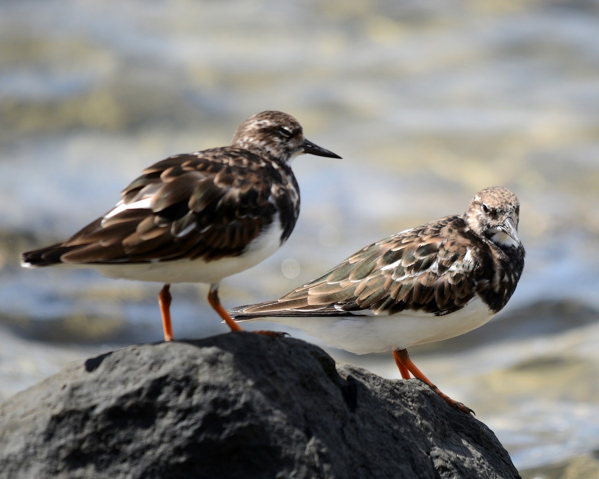 Ruddy Turnstone - ML25494011