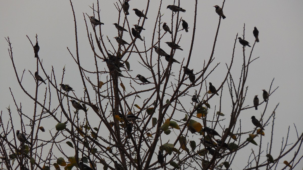 Indian Pied Starling - ML25494021