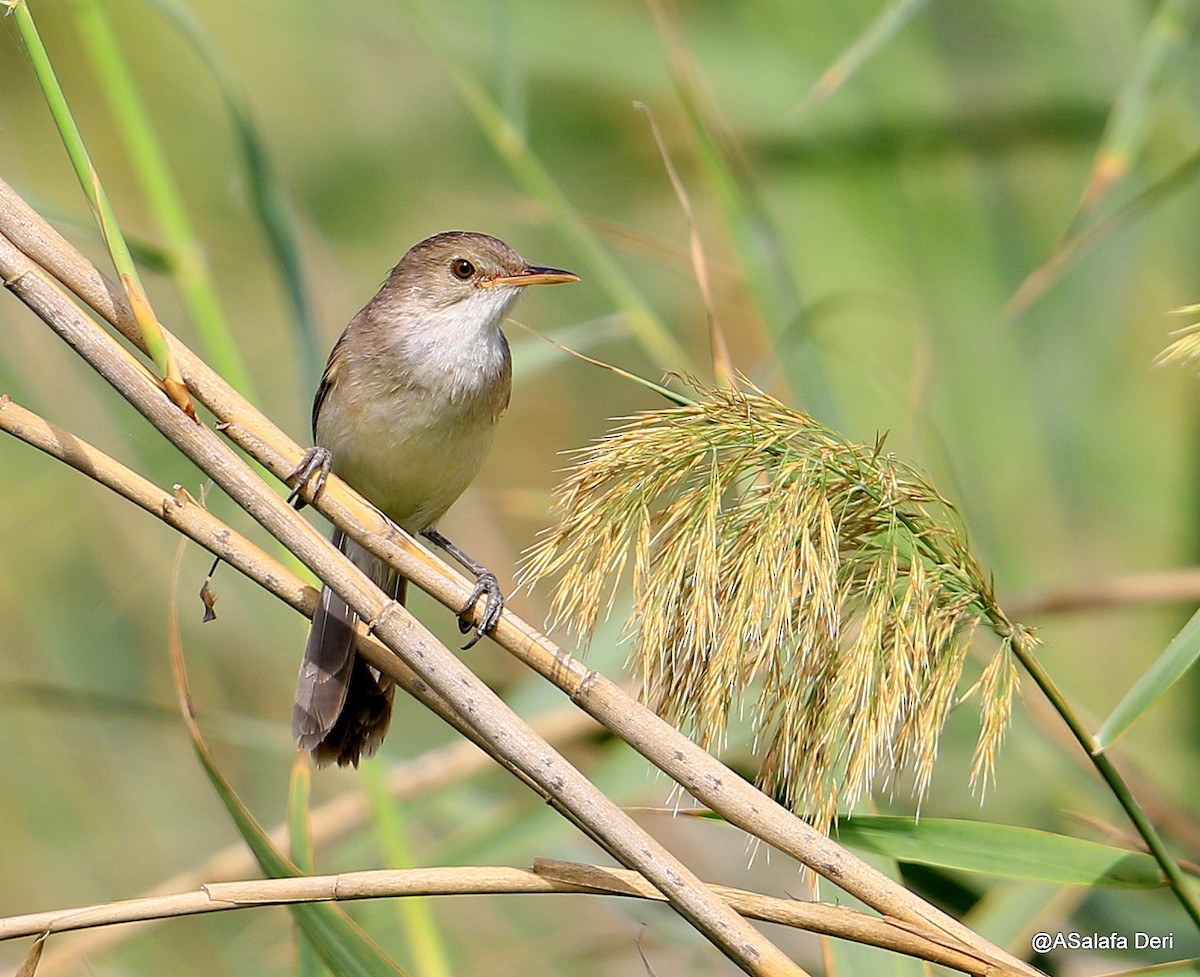 Greater Swamp Warbler - Fanis Theofanopoulos (ASalafa Deri) 🐐