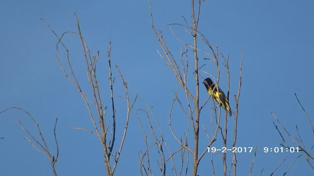 Black-headed Siskin - ML254941261