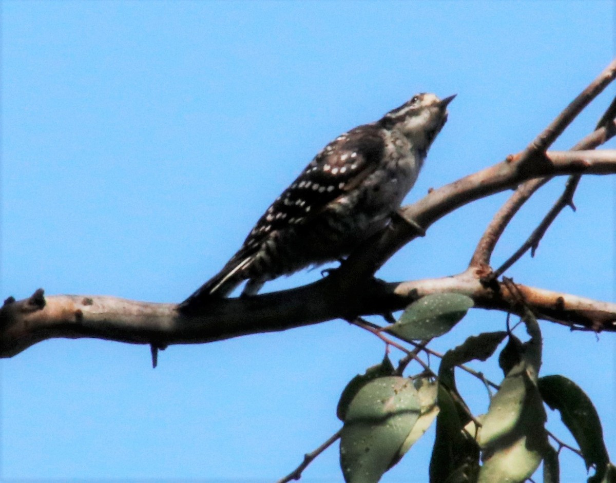 Nuttall's Woodpecker - ML254941281