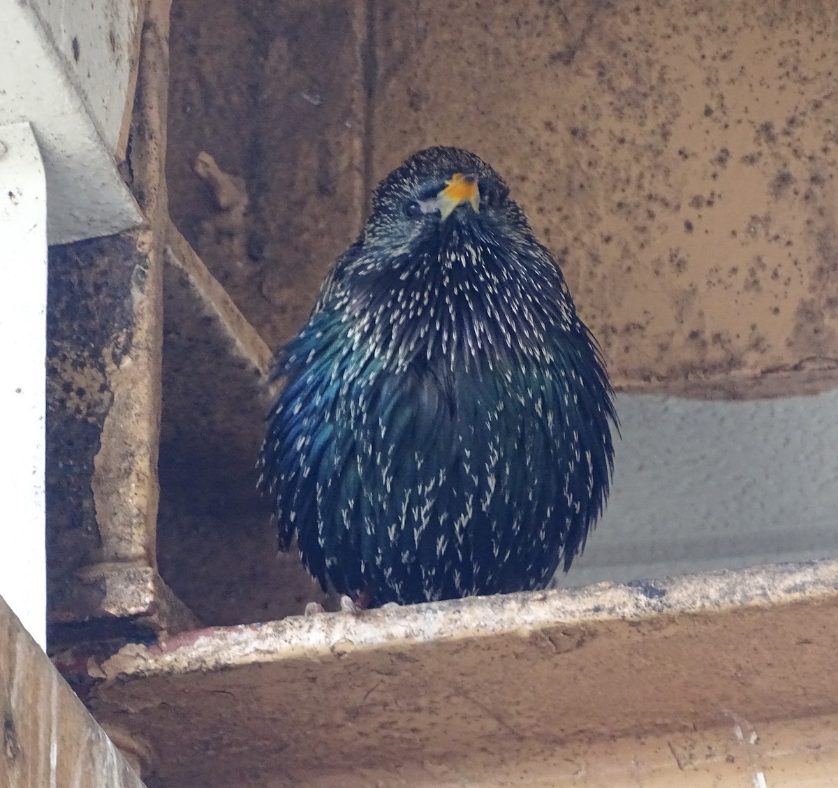 Хар тодол - ML25494171