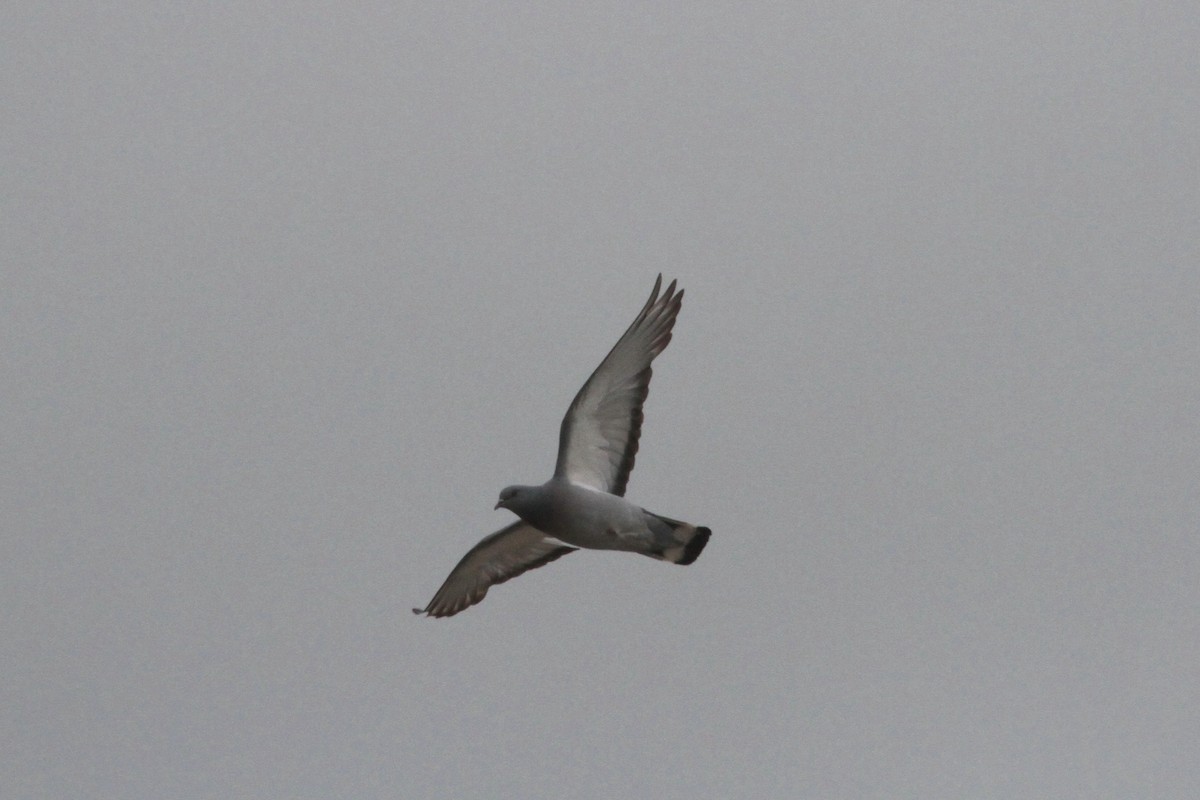 Pigeon des rochers - ML254943111