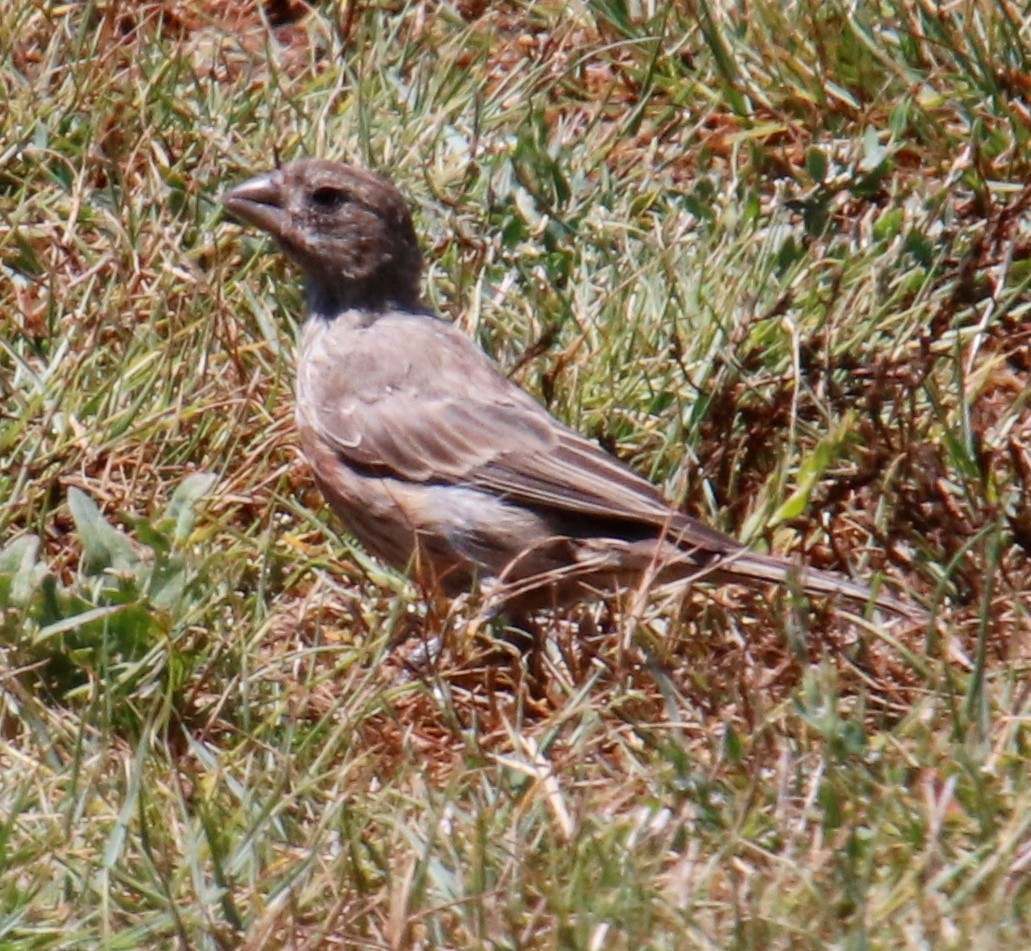 Brown-headed Cowbird - ML254943151