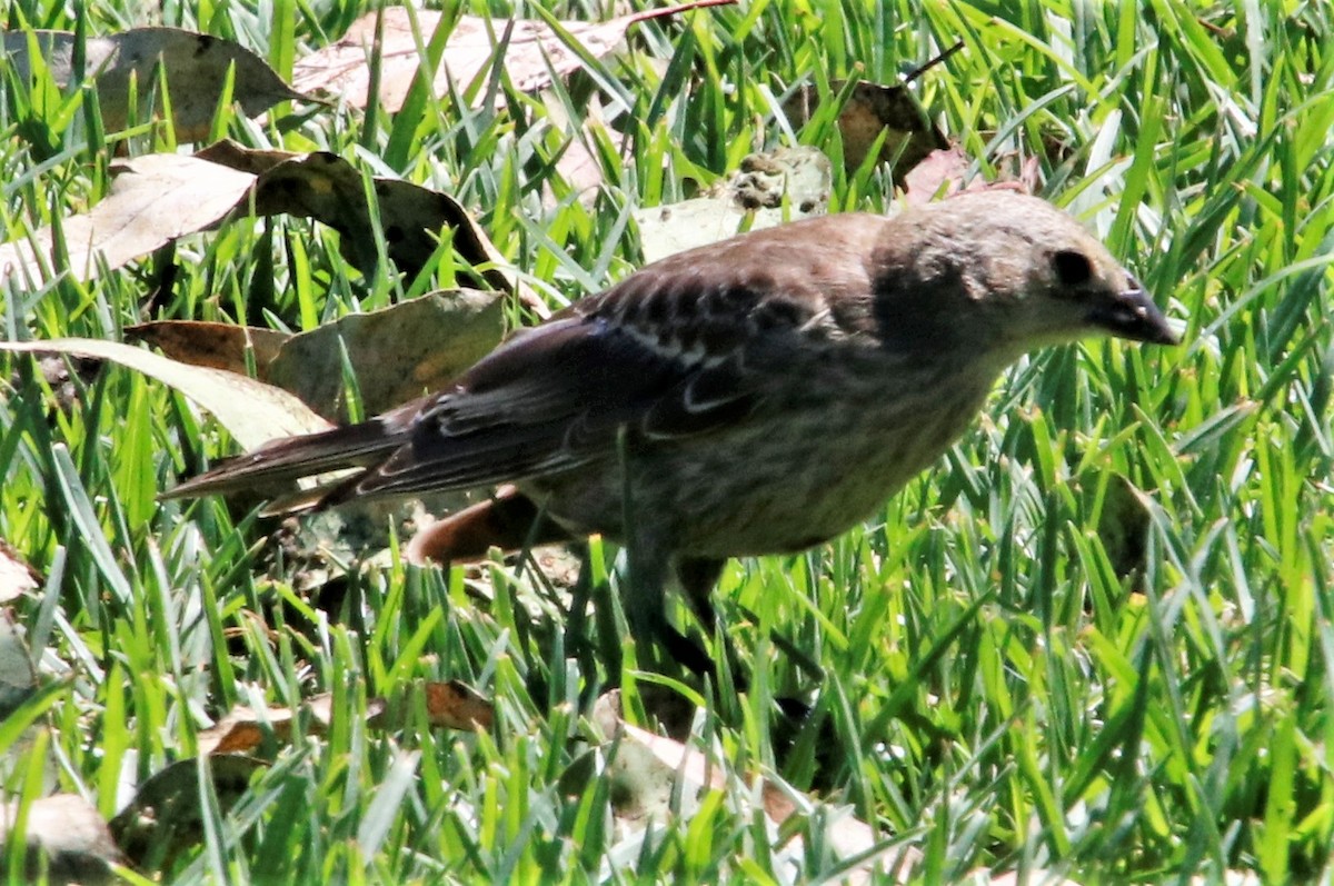 Brown-headed Cowbird - ML254943241