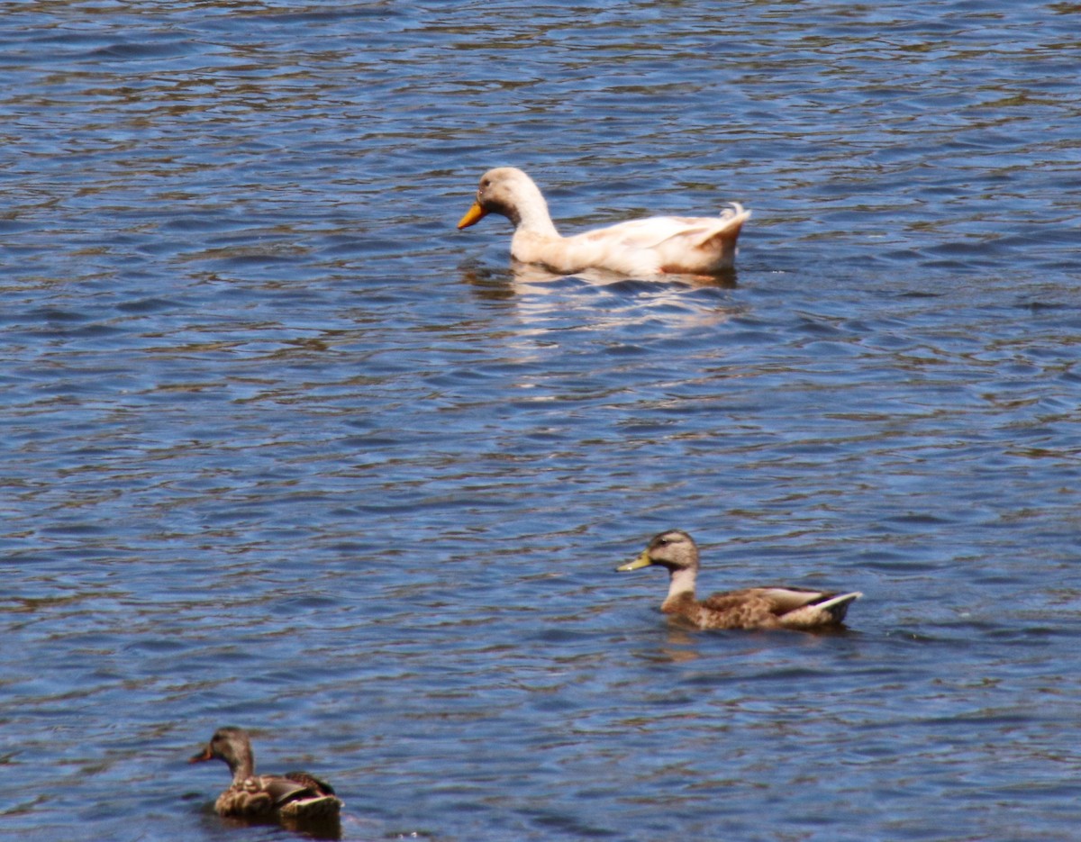 Mallard (Domestic type) - ML254943531