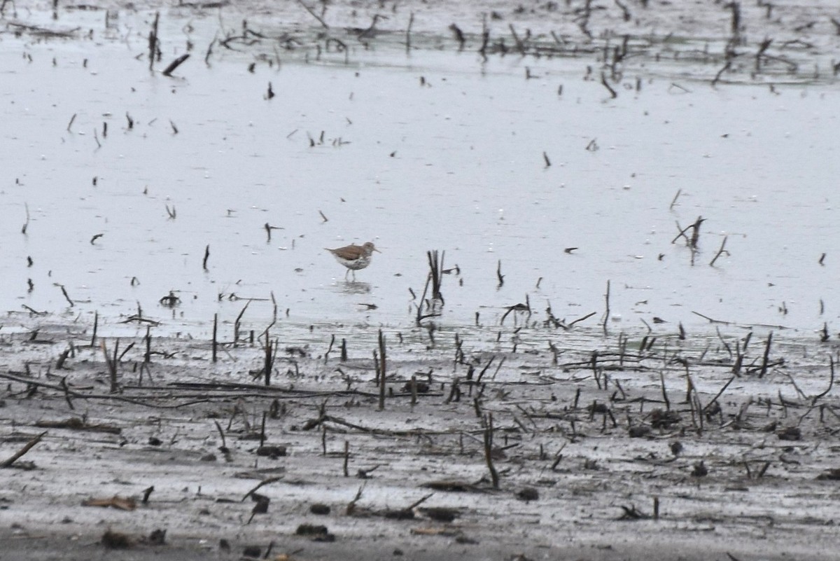 Spotted Sandpiper - irina shulgina