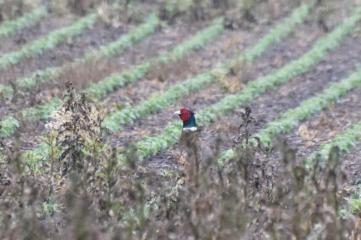 Ring-necked Pheasant - ML254943851