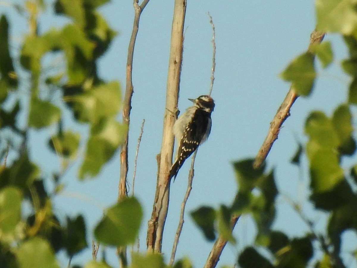 Downy Woodpecker - ML254944741