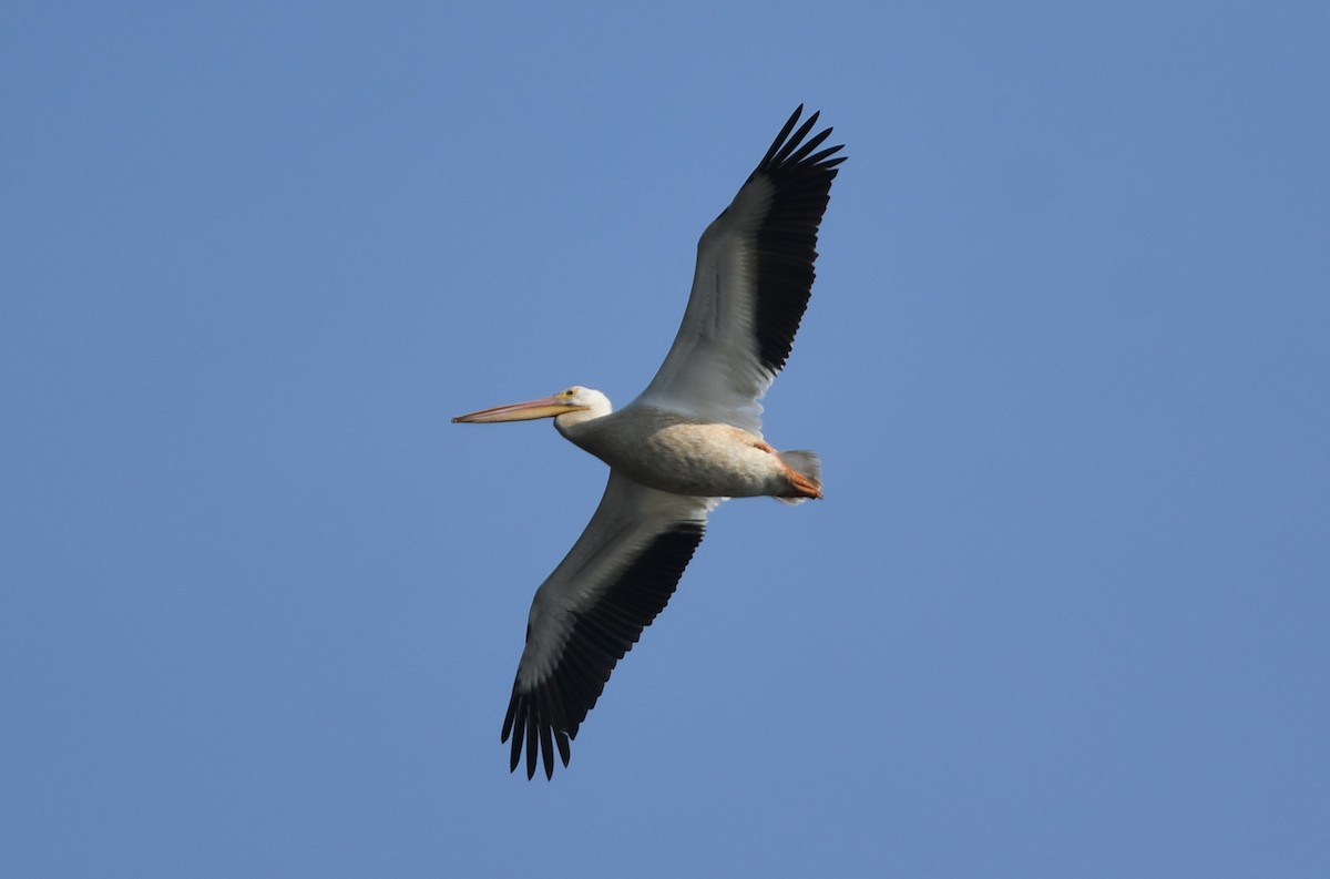 American White Pelican - Lyne Charron