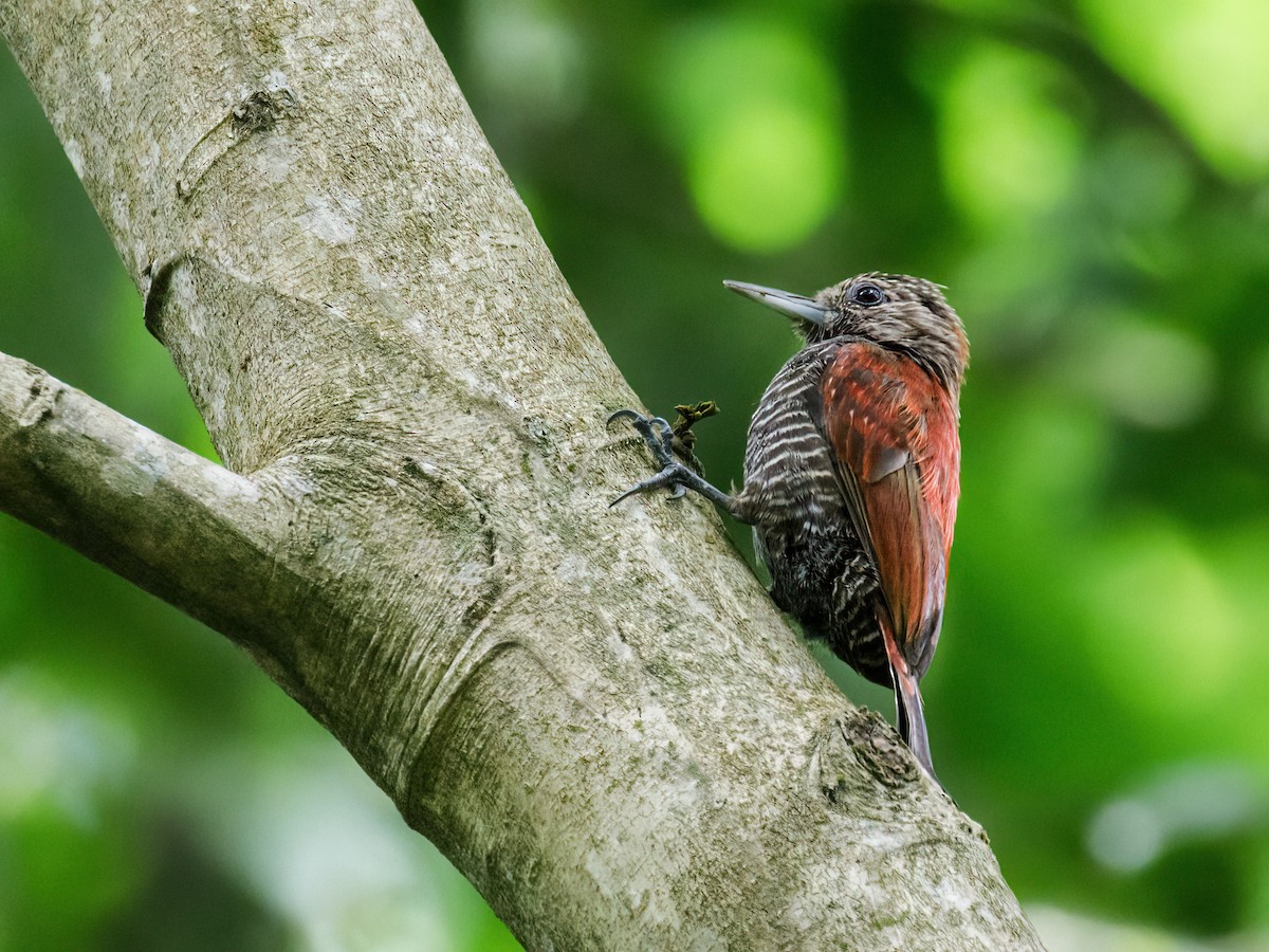 Blood-colored Woodpecker - ML254947031