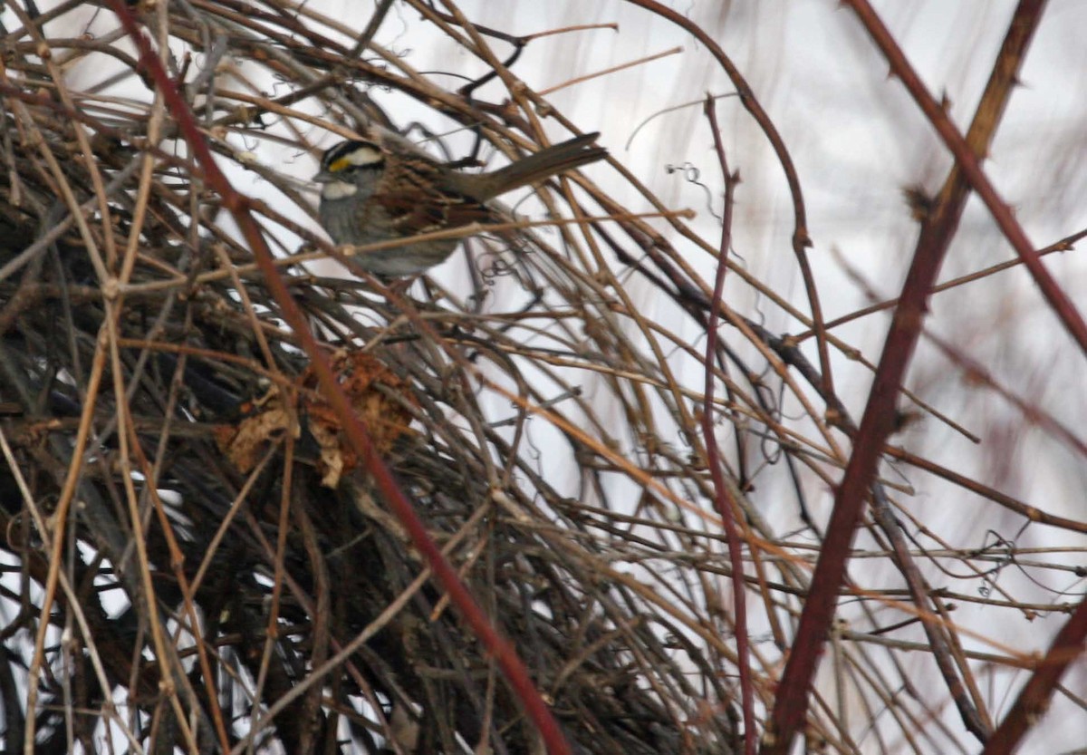 White-throated Sparrow - Pam Mauzaka