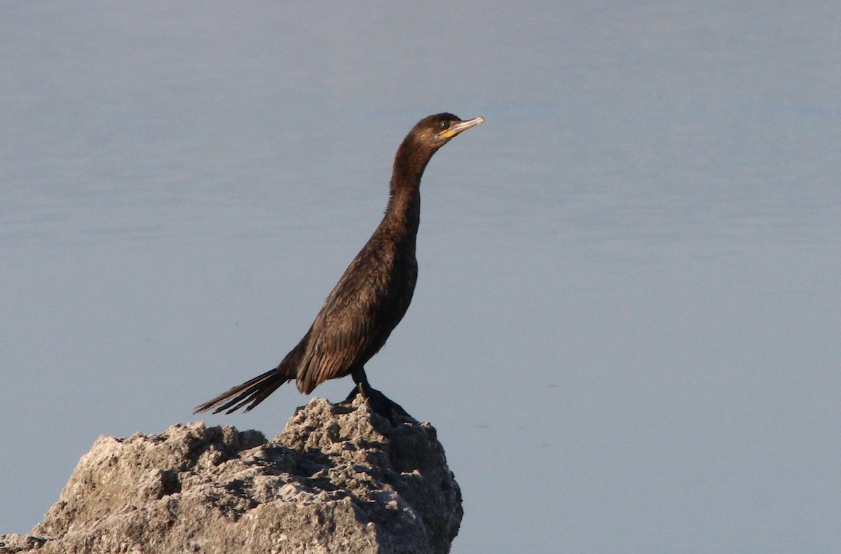 Neotropic Cormorant - Darlene Feener