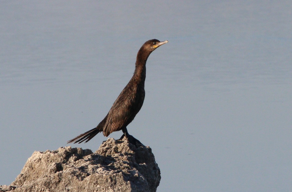 Neotropic Cormorant - ML254947211