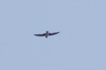 Golondrina Purpúrea - ML254947561