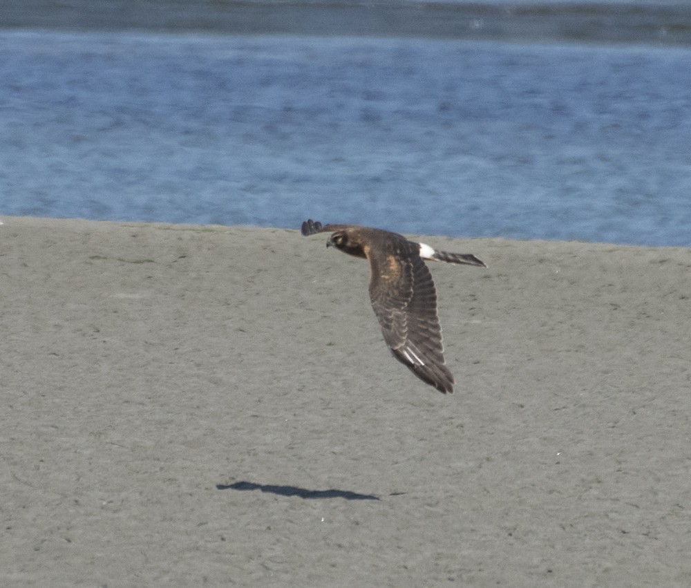 Northern Harrier - ML254947611