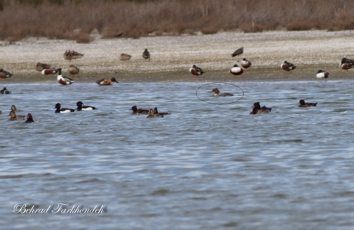 Common Merganser - ML25494771